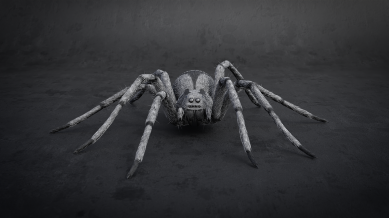 spider1