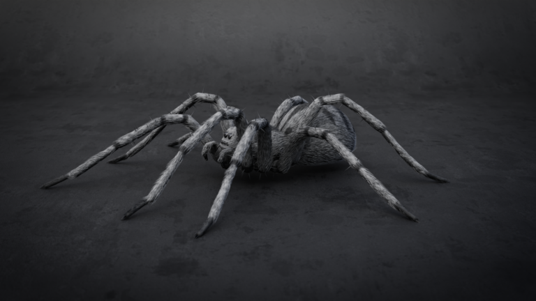 spider3
